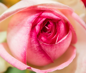pink rose flower - 70277037