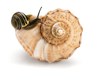Snail and a cockleshell