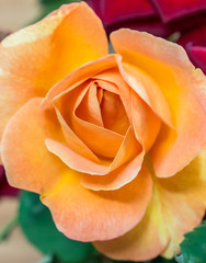 orange rose flower - 70277402