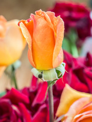 orange rose flower - 70277406