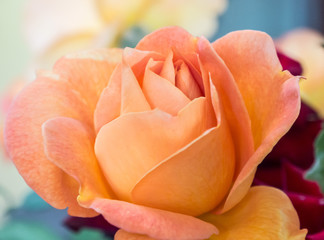 orange rose flower - 70277411
