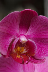 Obraz premium Orchid