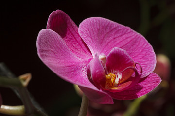 Orchid