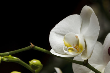 Orchid