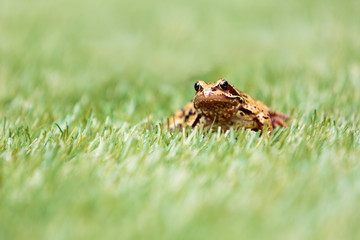 Front View of Common Frog in Grass