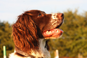 a very cute liver and white working type english springer spanie