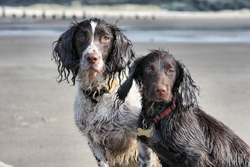 a working type english springer and cocker spaniels sat together