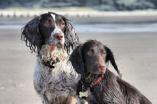 a working type english springer and cocker spaniels sat together