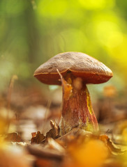Boletus in the forest