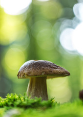 Boletus edulis in the forest