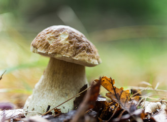 Boletus edulis in the forest