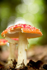 Red Amanita muscaria