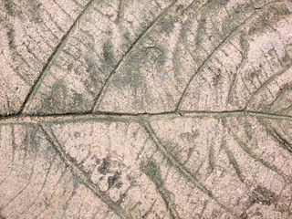 marks of leaf on the concrete pavement