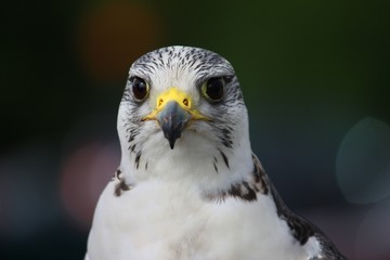 A beautiful white arctic hawk raptor bird