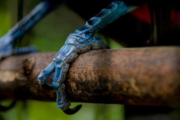 Obraz premium close up toucan claw