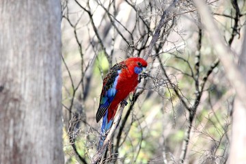 Crimson Rosella