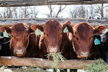 Three Cows Eating