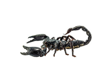 Scorpion