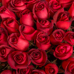 Roses background.