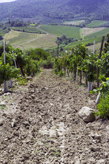 San Gimignano vineyards, Tuscany. Color image