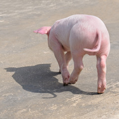 funny pig on the road, rear view