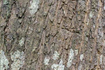 Old wood texture