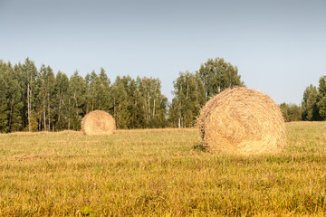 Fototapeta premium Haystacks in the field