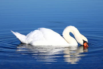 Schwan im Wasser
