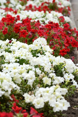 Fototapeta premium field of flowers