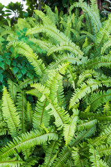 green fern