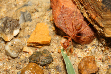 red ant on rock