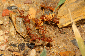 red ant meeting