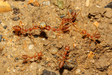 teamwork ant