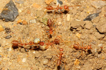teamwork ant