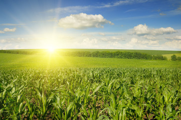 Beautiful sunset on corn field