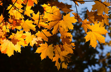 Autumn maple yellow foliage on a branch
