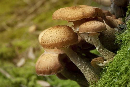 Armillaria Solidipes