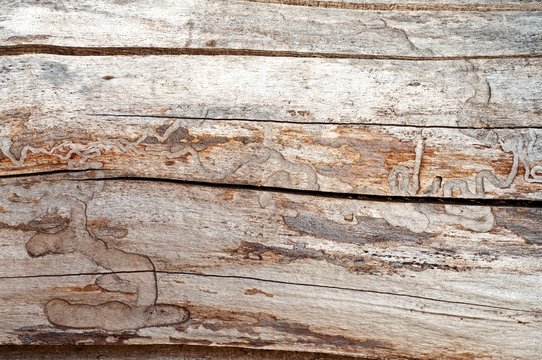 Old Dry Trunk