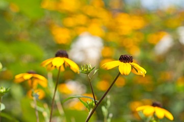 Yellow Flowers Closeup