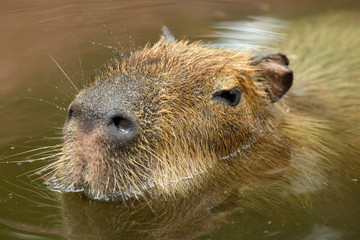 Capybara