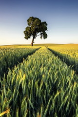 Krajobraz wiejski, młode zboże © janmiko