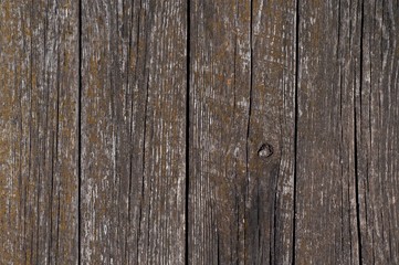 Fungus On Wooden Planks