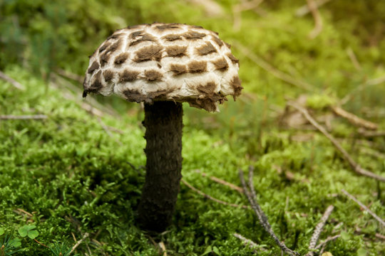 Strobilomyces Strobilaceus