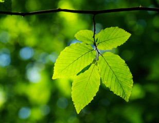 green leaves