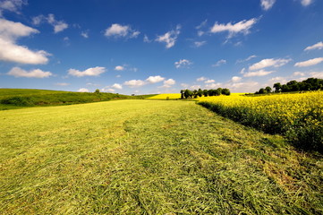 Krajobraz wiejski, sianokosy,  lato © janmiko