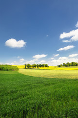 Krajobraz wiejski, wiosna , wierzby