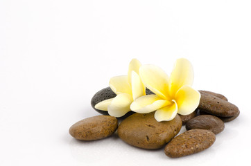 spa concept massage stones with frangipani plumeria flower