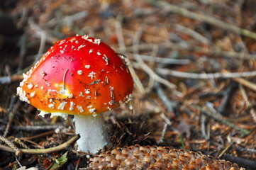 mushroom in forest