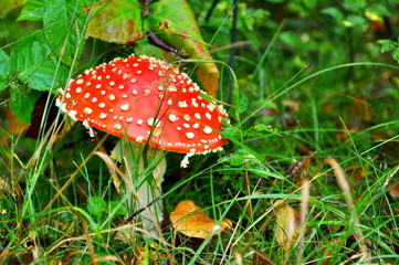 mushroom in forest