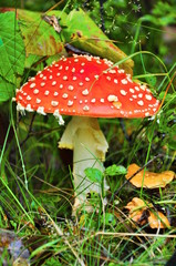 mushroom in forest